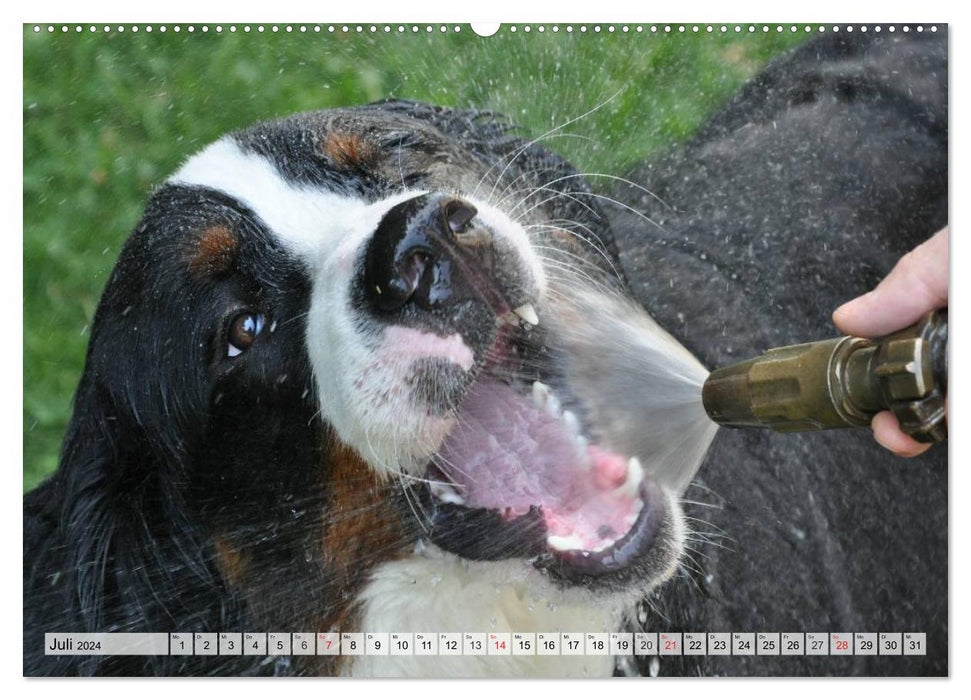 Un an avec BÄR. Accompagnez Bear, le bouvier bernois, au fil des saisons. (Calendrier mural CALVENDO Premium 2024) 