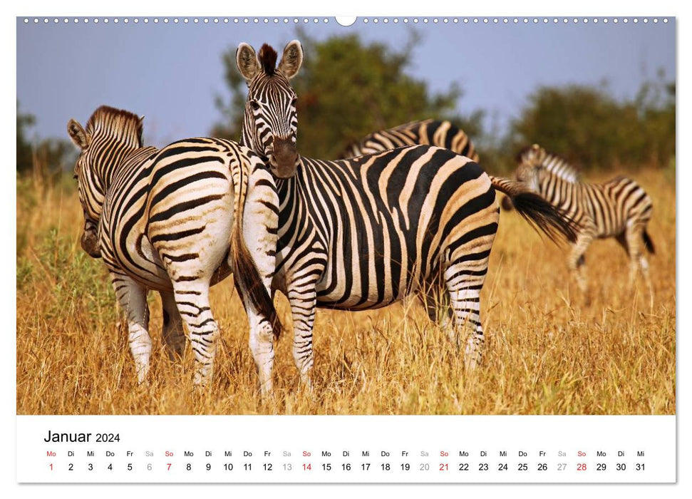 PARC NATIONAL KRUGER Africa's Pearl (Calvendo Premium Calendrier mural 2024) 