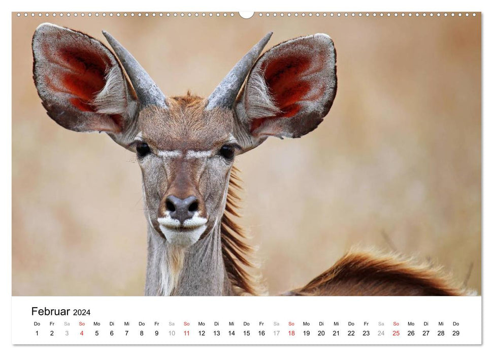 KRUGER NATIONALPARK Afrikas Perle (CALVENDO Premium Wandkalender 2024)