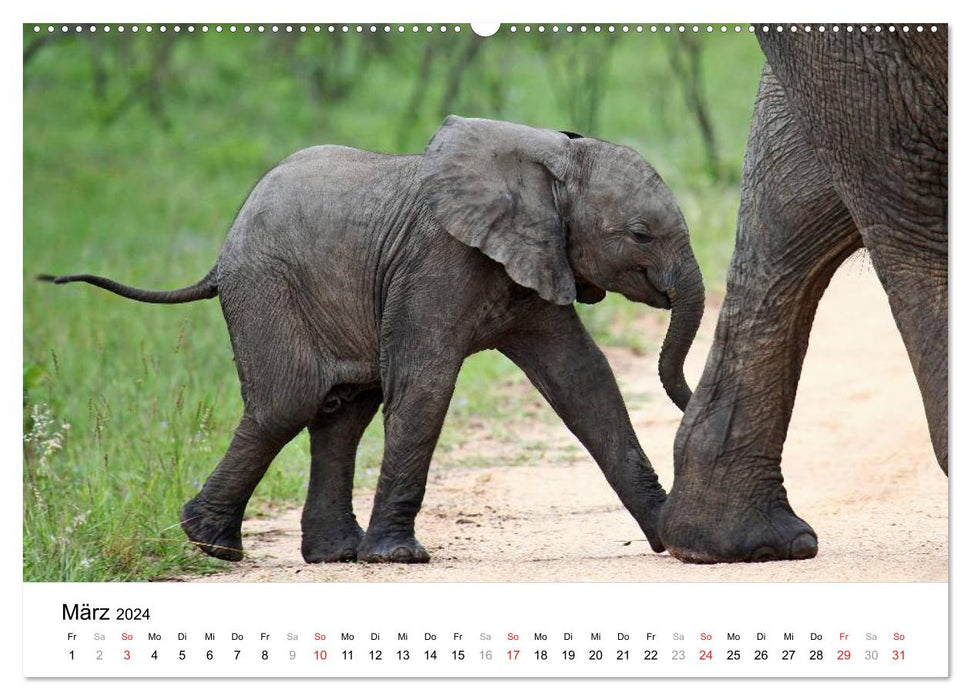 KRUGER NATIONALPARK Afrikas Perle (CALVENDO Premium Wandkalender 2024)