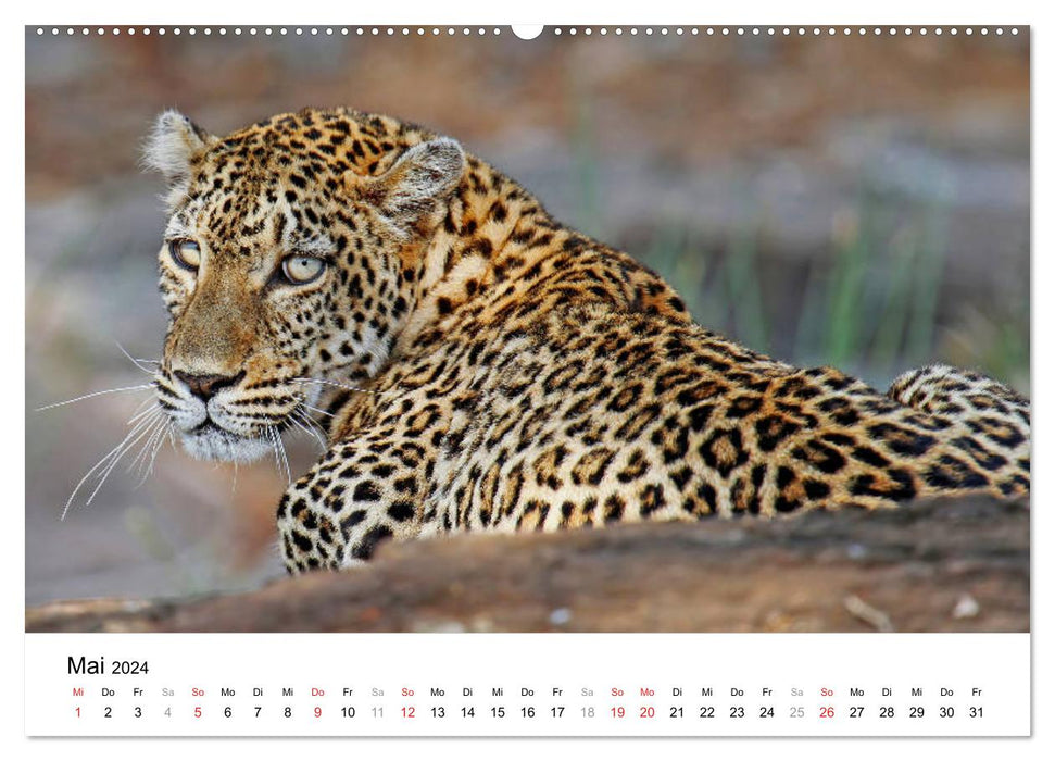 KRUGER NATIONALPARK Afrikas Perle (CALVENDO Premium Wandkalender 2024)