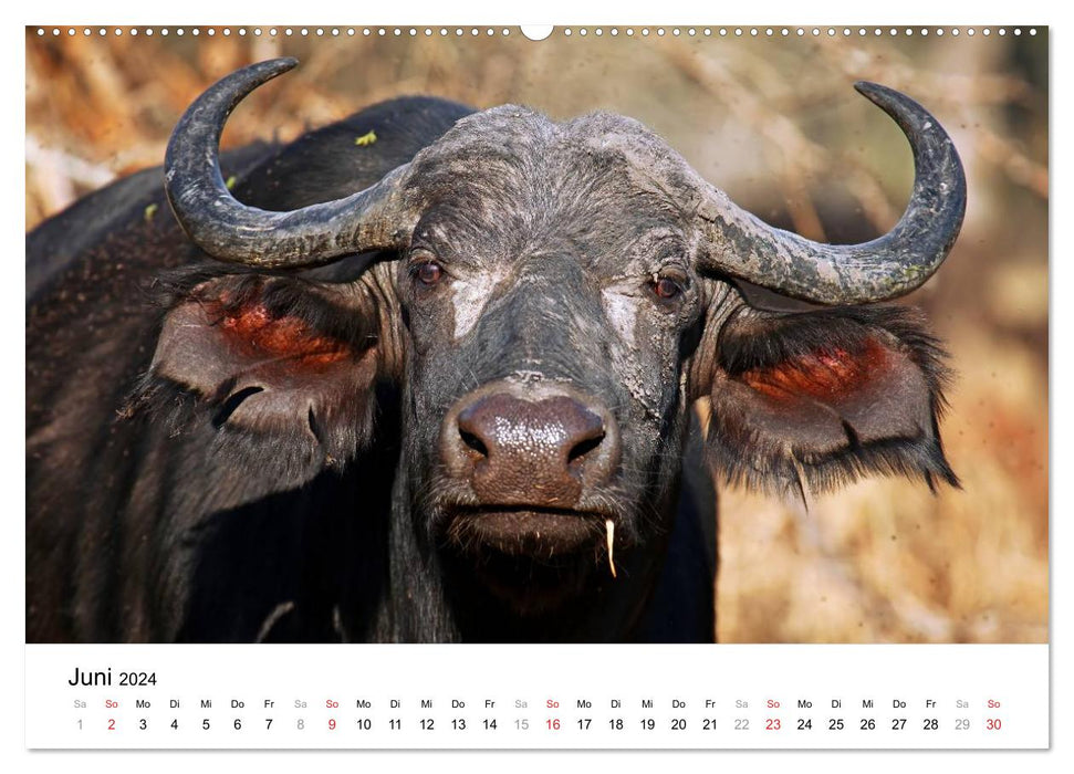 PARC NATIONAL KRUGER Africa's Pearl (Calvendo Premium Calendrier mural 2024) 