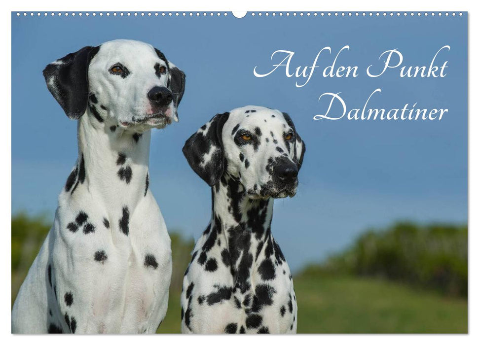 Au point - Dalmatiens (Calendrier mural CALVENDO 2024) 