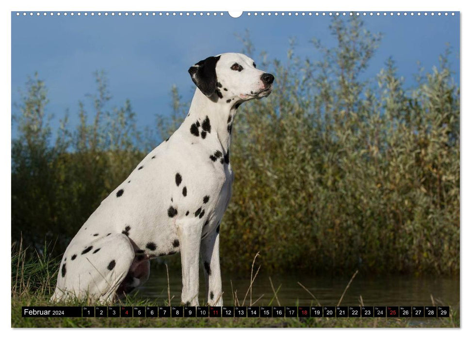 Au point - Dalmatiens (Calendrier mural CALVENDO 2024) 