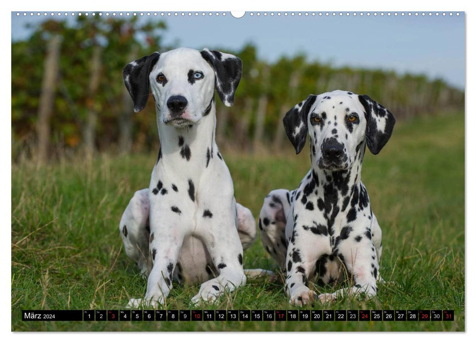 Au point - Dalmatiens (Calendrier mural CALVENDO 2024) 