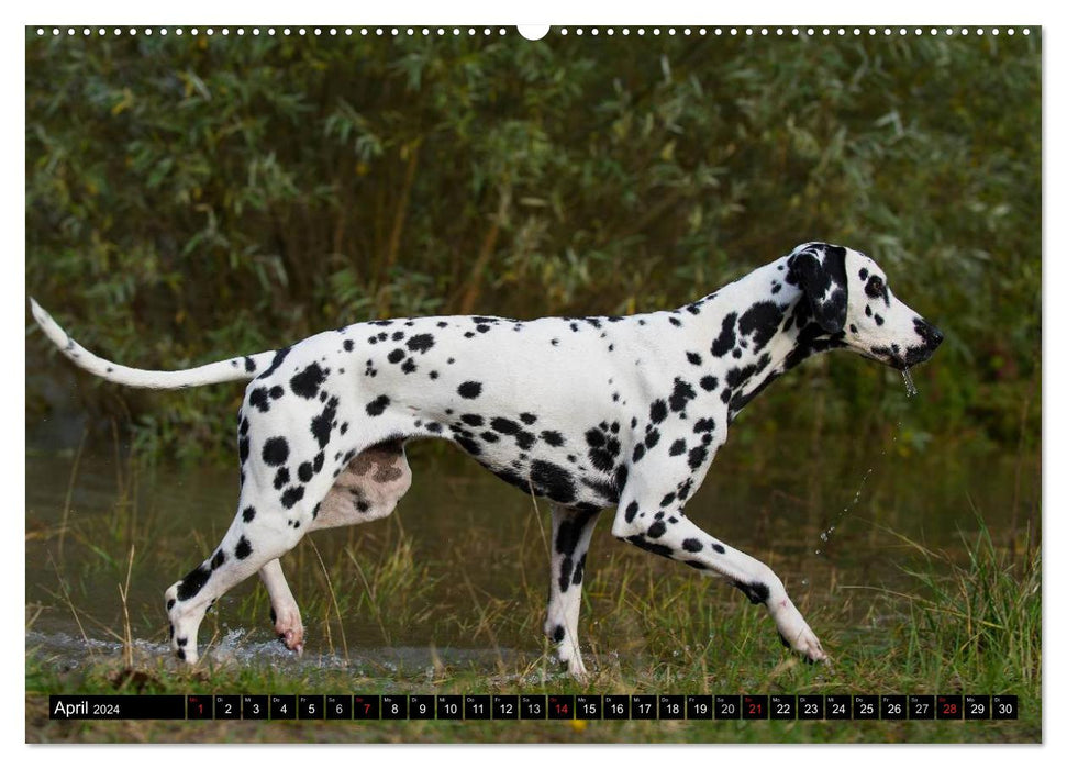 Au point - Dalmatiens (Calendrier mural CALVENDO 2024) 