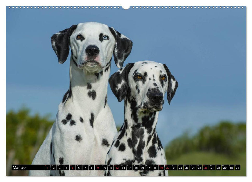 Au point - Dalmatiens (Calendrier mural CALVENDO 2024) 