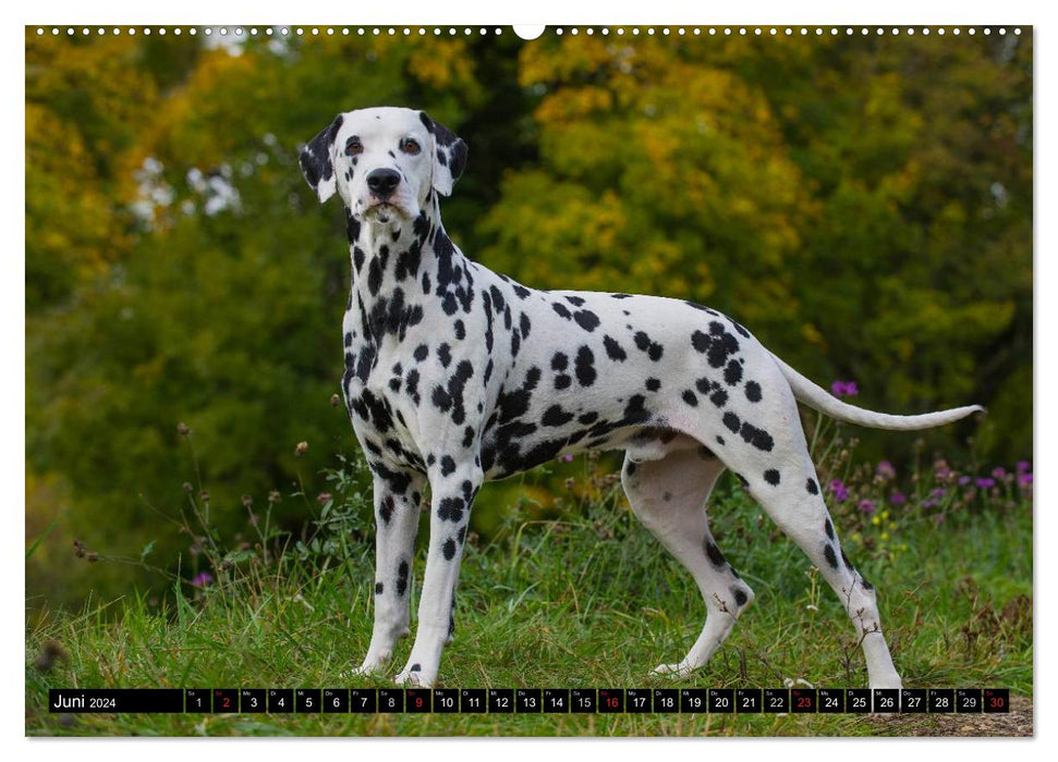 Au point - Dalmatiens (Calendrier mural CALVENDO 2024) 