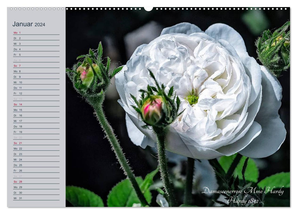 Kurfürstliche Rosen Eltville am Rhein (CALVENDO Premium Wandkalender 2024)