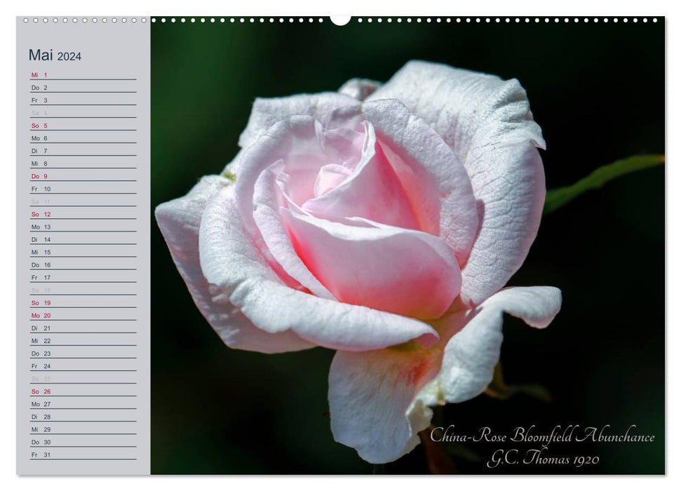 Kurfürstliche Rosen Eltville am Rhein (CALVENDO Premium Wandkalender 2024)