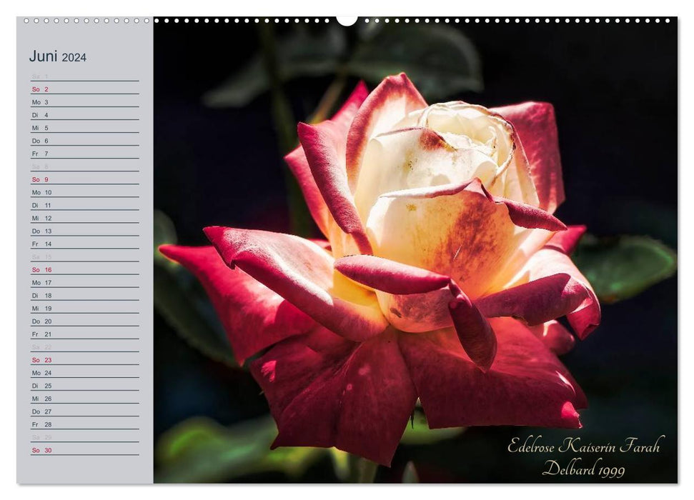 Kurfürstliche Rosen Eltville am Rhein (CALVENDO Premium Wandkalender 2024)