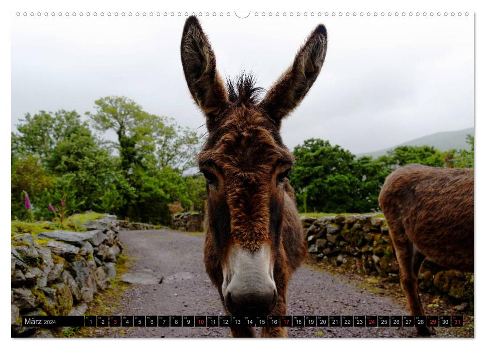 IRLAND. 1000 shades of green (CALVENDO Wandkalender 2024)