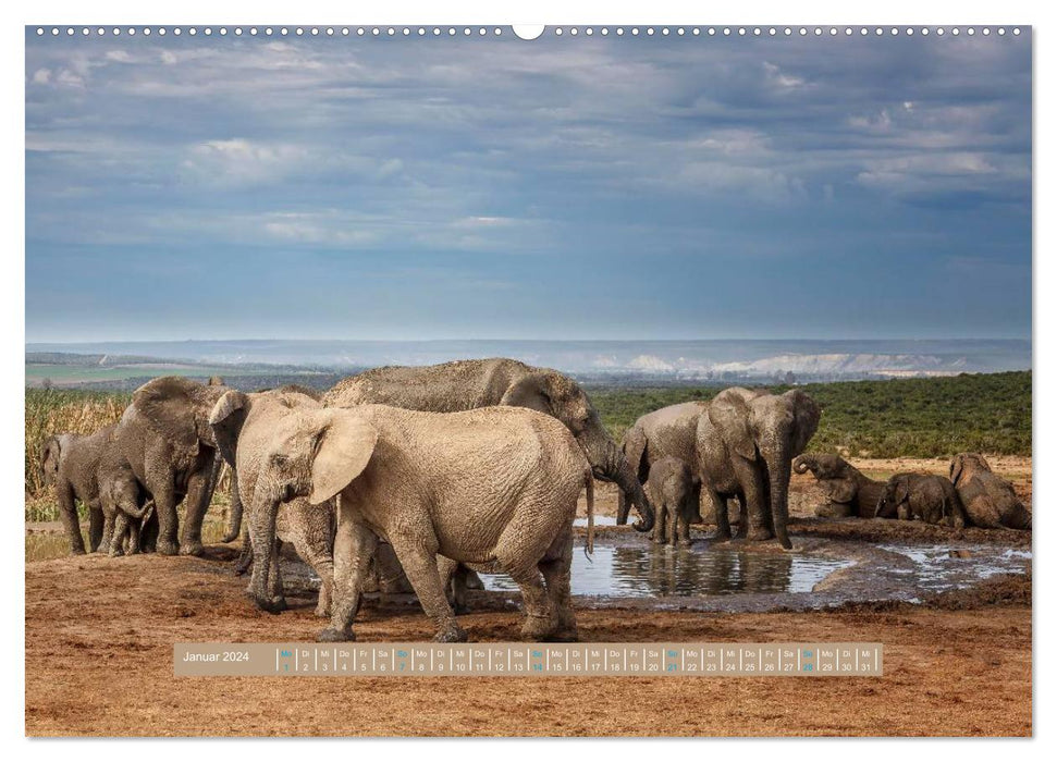 La faune d'Afrique – Éléphants sauvages (Calvendo Premium Wall Calendar 2024) 