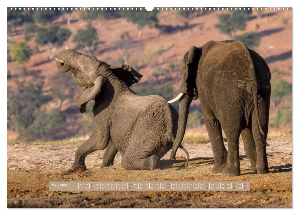 La faune d'Afrique – Éléphants sauvages (Calvendo Premium Wall Calendar 2024) 