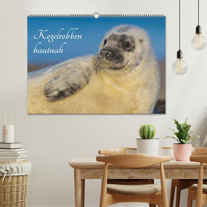 Kegelrobben hautnah (CALVENDO Wandkalender 2024)