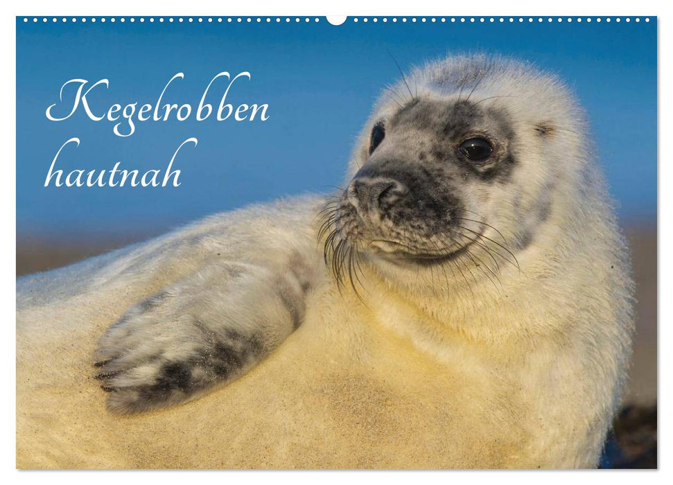 Kegelrobben hautnah (CALVENDO Wandkalender 2024)