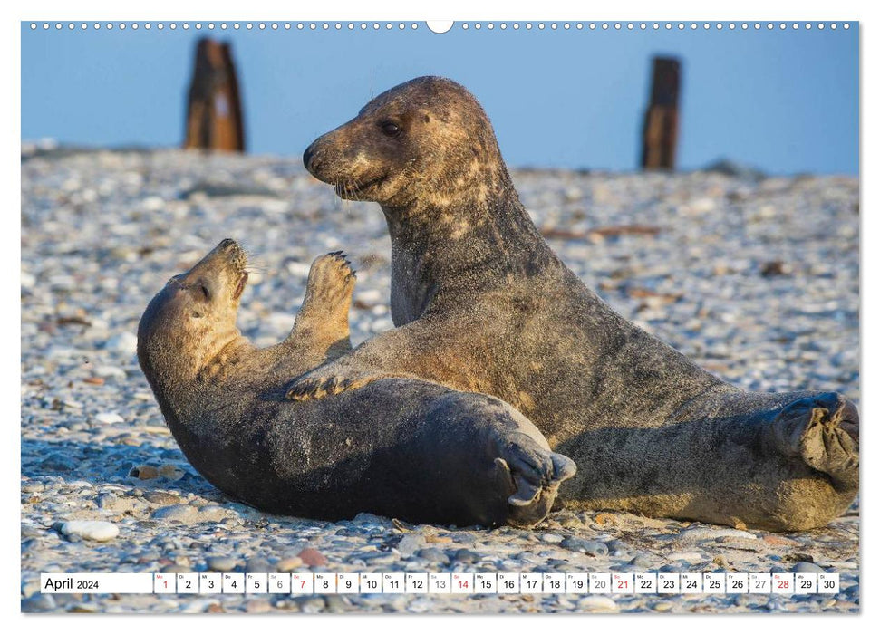 Kegelrobben hautnah (CALVENDO Wandkalender 2024)