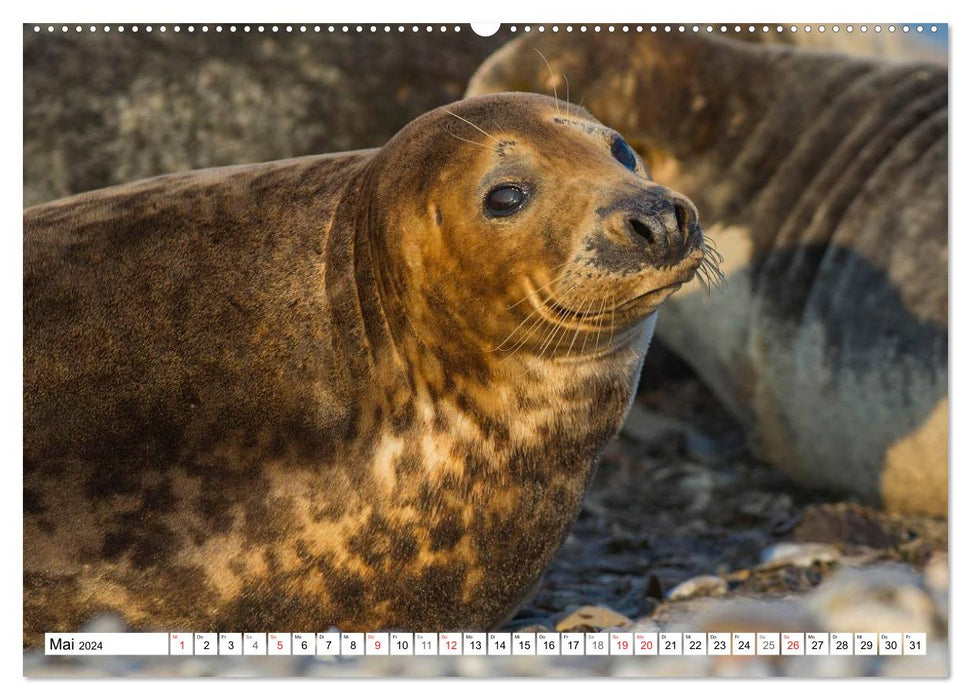 Kegelrobben hautnah (CALVENDO Wandkalender 2024)