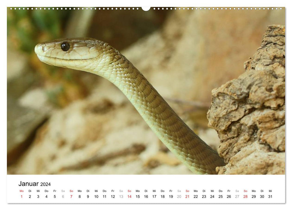 Reptilien urzeitliche Artgenossen (CALVENDO Premium Wandkalender 2024)