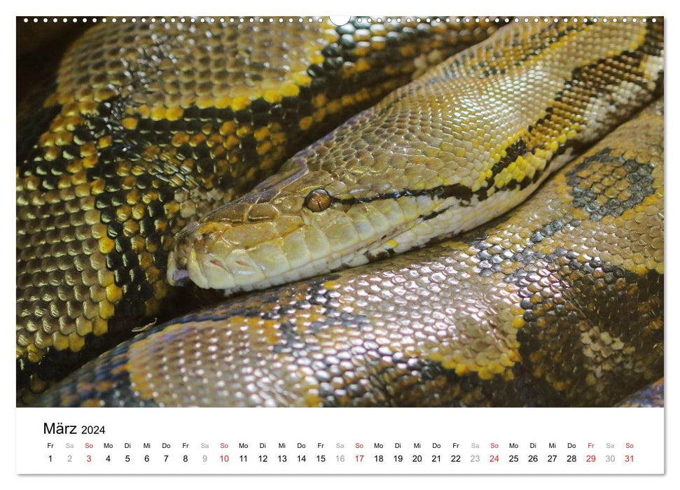 Espèces préhistoriques de reptiles (Calendrier mural CALVENDO Premium 2024) 