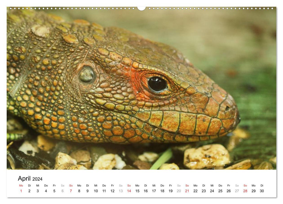 Espèces préhistoriques de reptiles (Calendrier mural CALVENDO Premium 2024) 