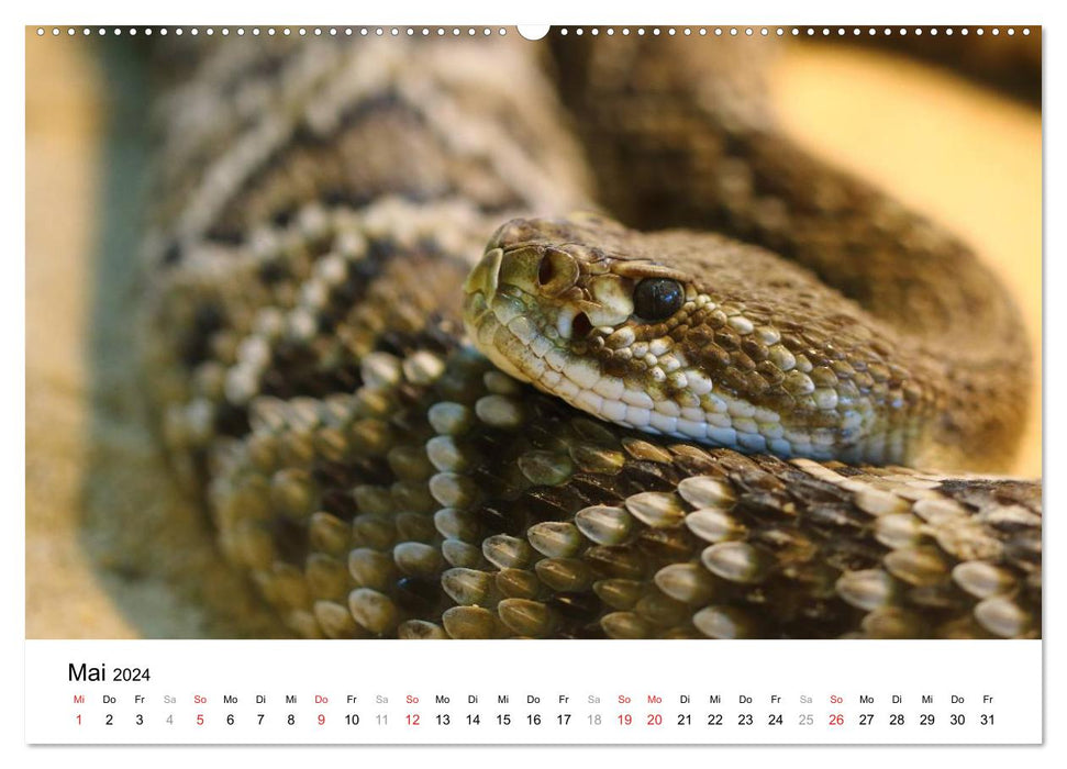 Reptilien urzeitliche Artgenossen (CALVENDO Premium Wandkalender 2024)