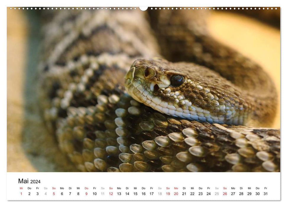 Espèces préhistoriques de reptiles (Calendrier mural CALVENDO Premium 2024) 