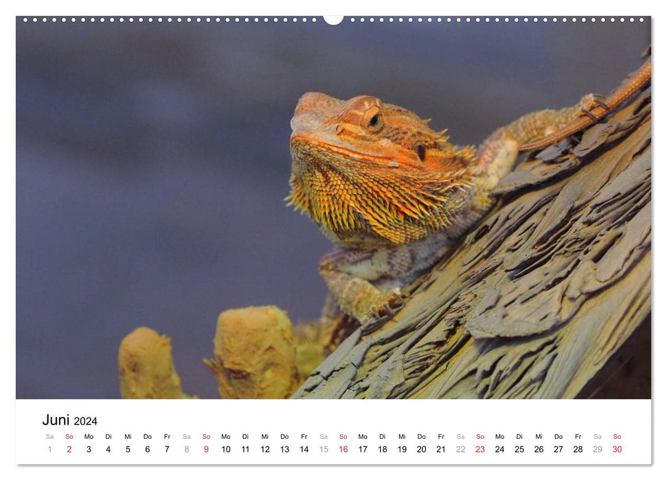Reptilien urzeitliche Artgenossen (CALVENDO Premium Wandkalender 2024)