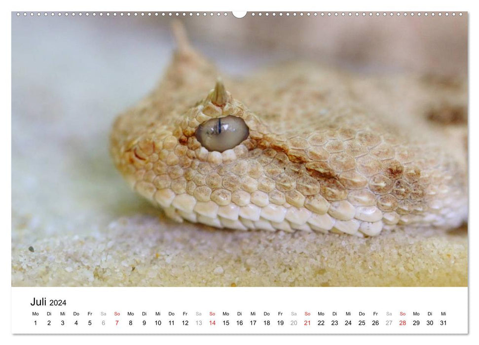 Reptilien urzeitliche Artgenossen (CALVENDO Premium Wandkalender 2024)