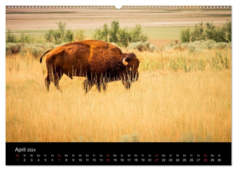 Bisons, Wüsten und Geysire. Der amerikanische Westen (CALVENDO Premium Wandkalender 2024)