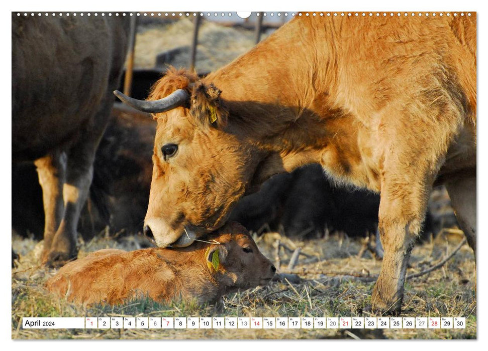 Ein Herz für Rinder (CALVENDO Wandkalender 2024)