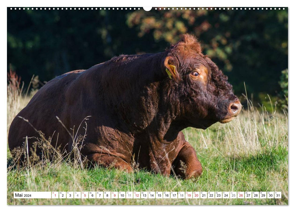 Un cœur pour le bétail (Calendrier mural CALVENDO 2024) 