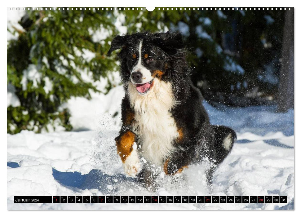 Berner Sennenhunde in Action (CALVENDO Premium Wandkalender 2024)