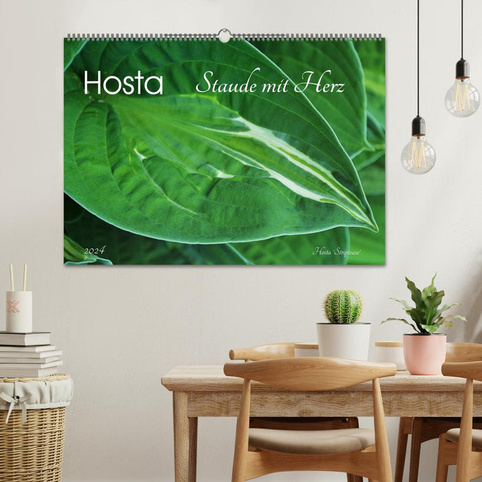 Hosta Staude mit Herz (CALVENDO Wandkalender 2024)