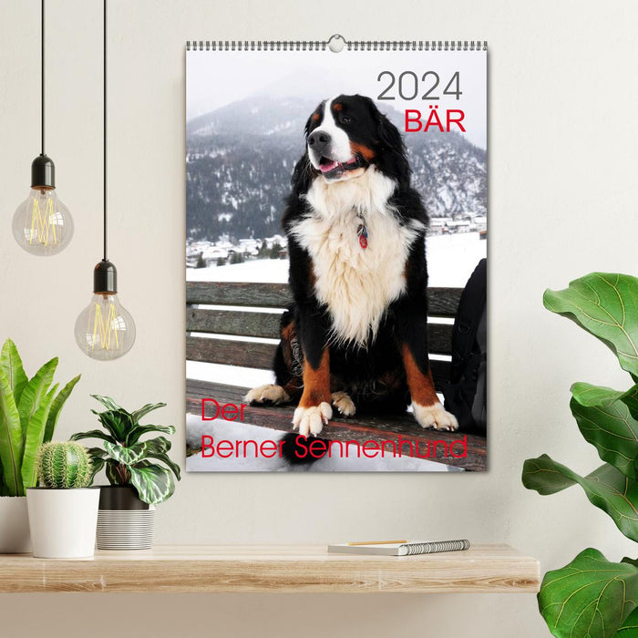 BÄR - Der Berner Sennenhund (CALVENDO Wandkalender 2024)