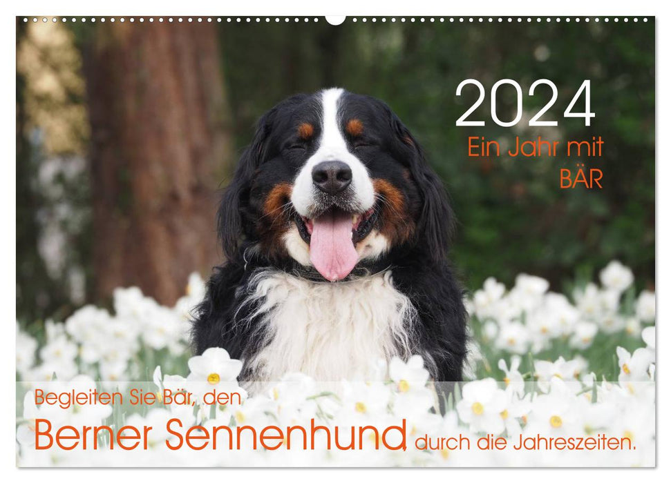 Ein Jahr mit BÄR. Begleiten Sie Bär, den Berner Sennenhund, durch die Jahreszeiten. (CALVENDO Wandkalender 2024)