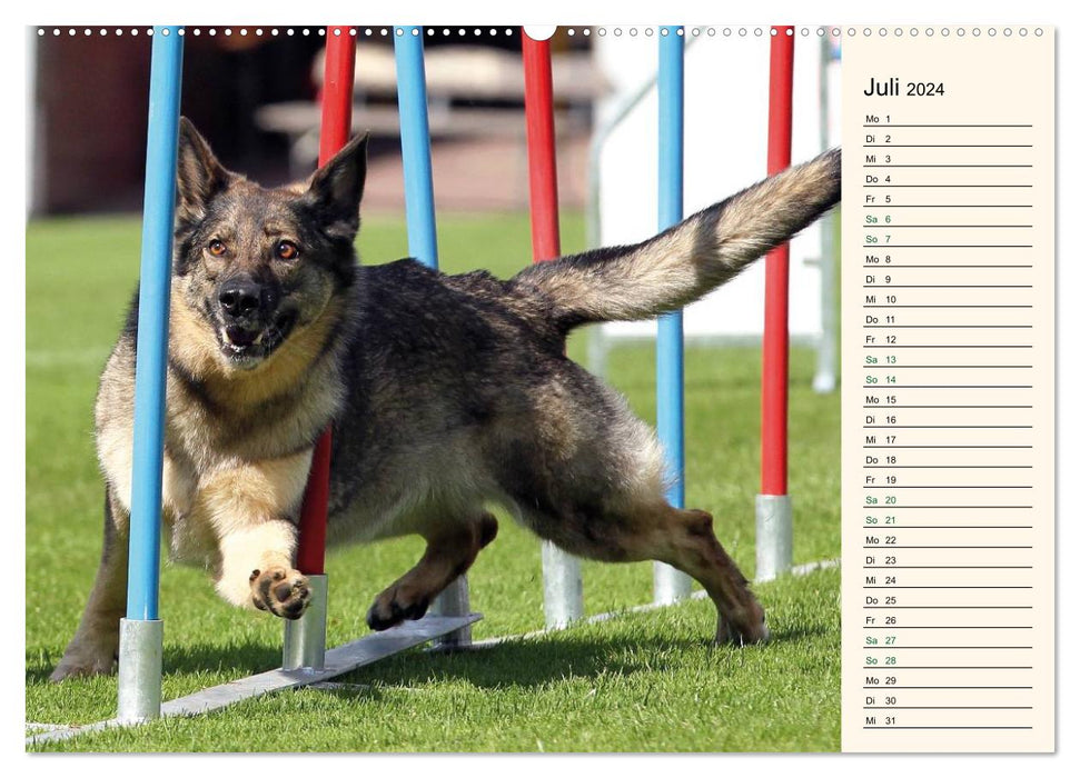 HUNDESPORT - Agility und Dog Frisbee (CALVENDO Premium Wandkalender 2024)