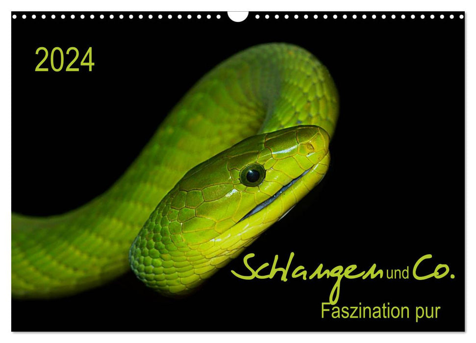 Serpents et compagnie - pure fascination (calendrier mural CALVENDO 2024) 