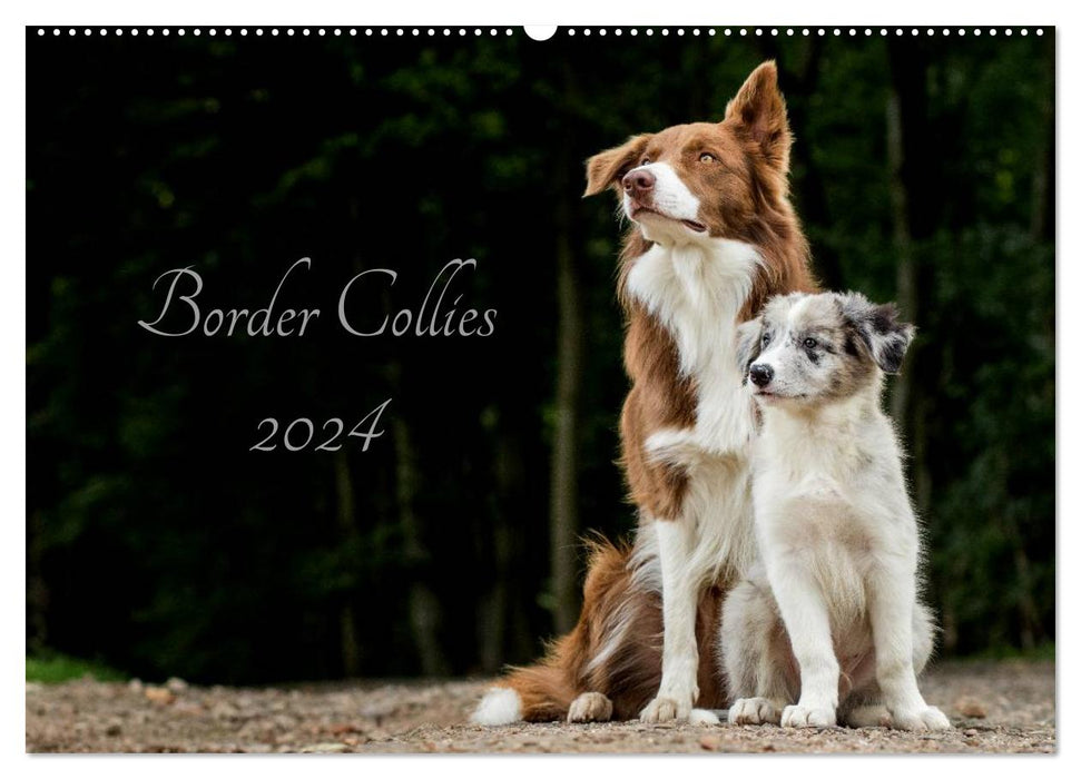 Border Collies 2024 (Calendrier mural CALVENDO 2024) 