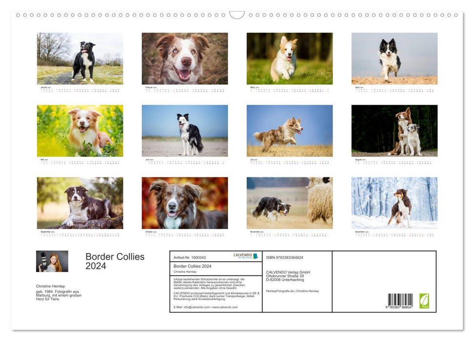 Border Collies 2024 (CALVENDO Wandkalender 2024)