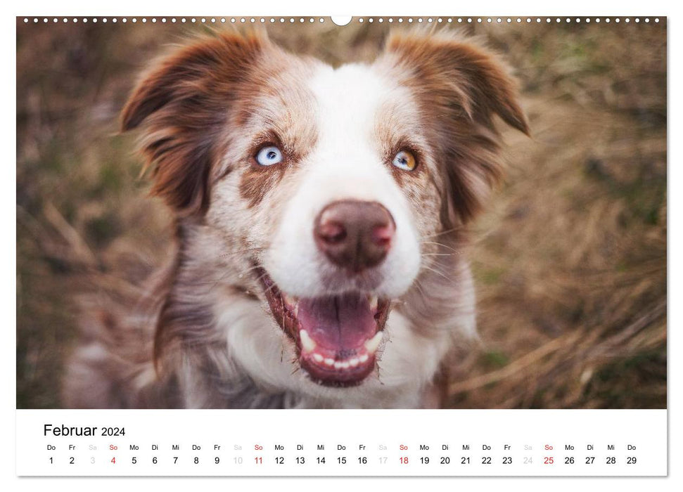 Border Collies 2024 (CALVENDO Wandkalender 2024)