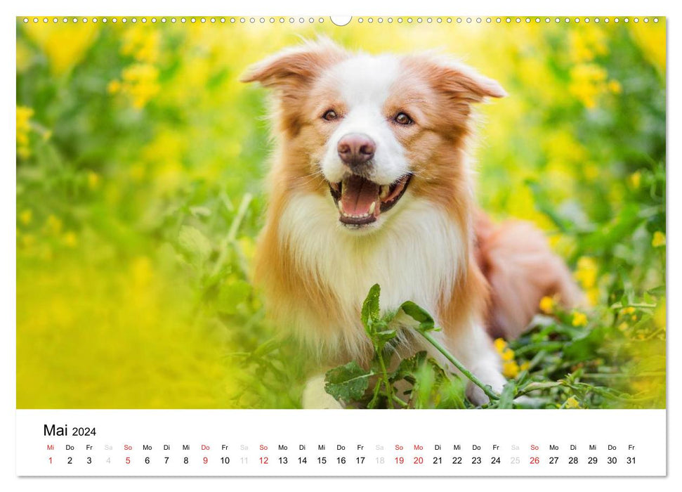 Border Collies 2024 (CALVENDO Wandkalender 2024)