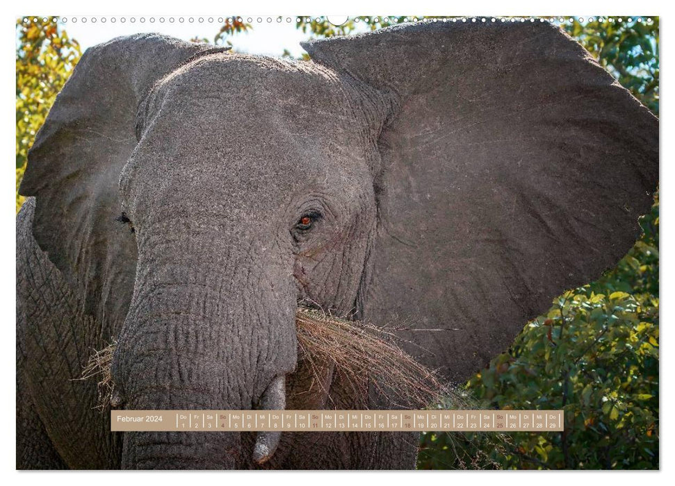 Afrikas Tierwelt - Wilde Elefanten (CALVENDO Wandkalender 2024)