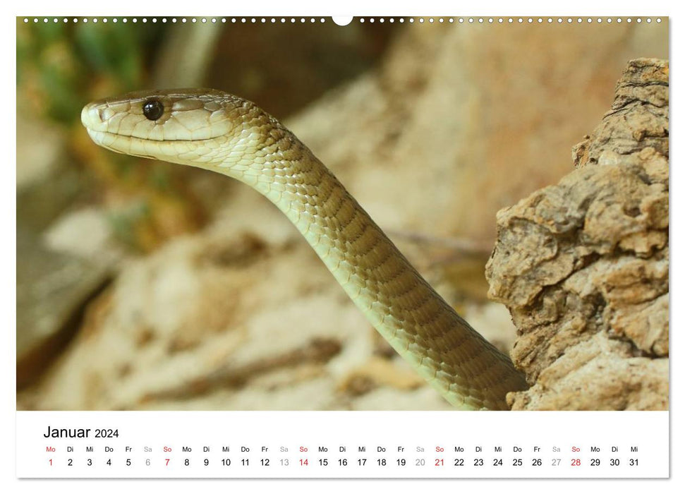 Reptilien urzeitliche Artgenossen (CALVENDO Wandkalender 2024)
