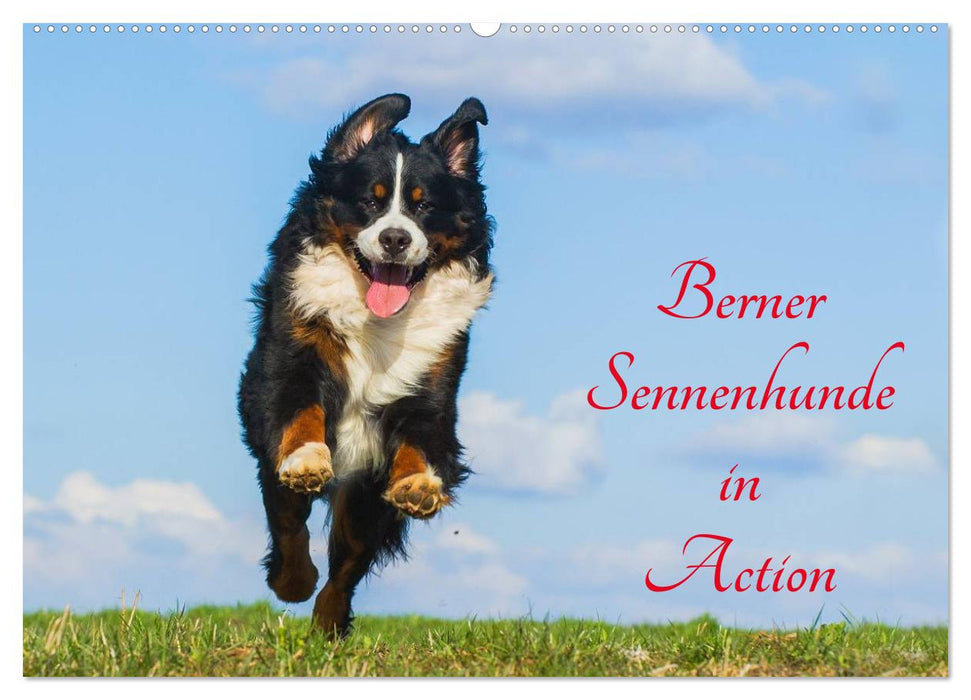 Berner Sennenhunde in Action (CALVENDO Wandkalender 2024)