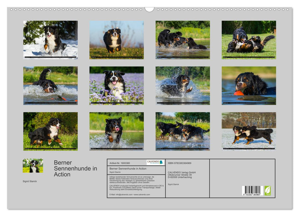 Berner Sennenhunde in Action (CALVENDO Wandkalender 2024)