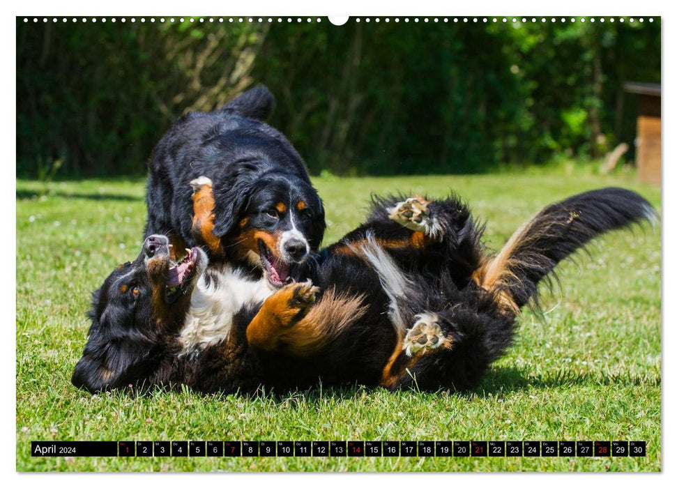 Berner Sennenhunde in Action (CALVENDO Wandkalender 2024)