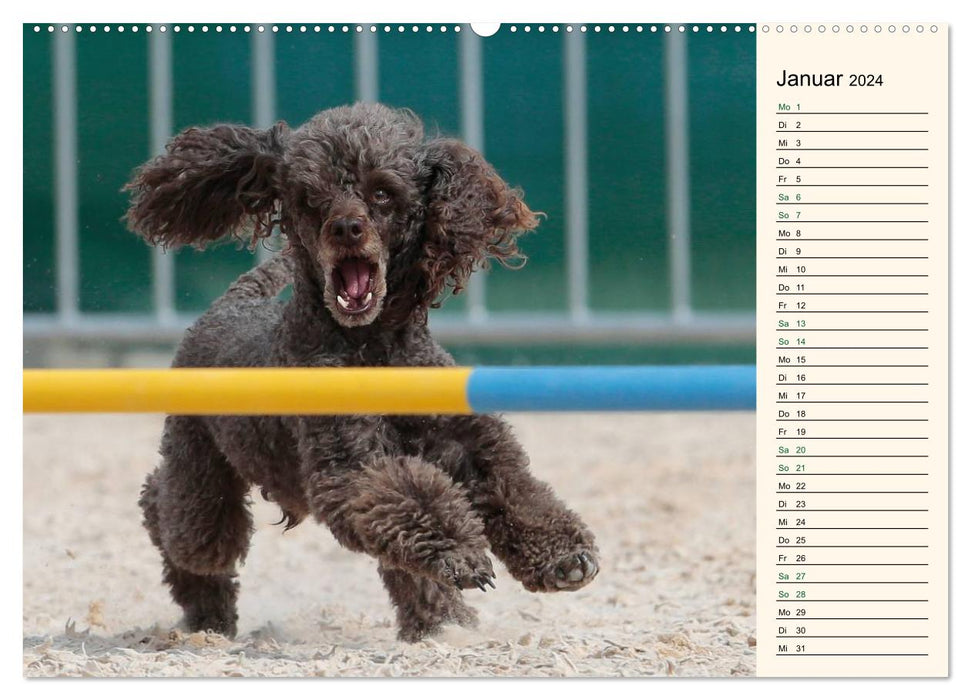 SPORTS CHIENS - Agilité et Frisbee pour chiens (Calendrier mural CALVENDO 2024) 