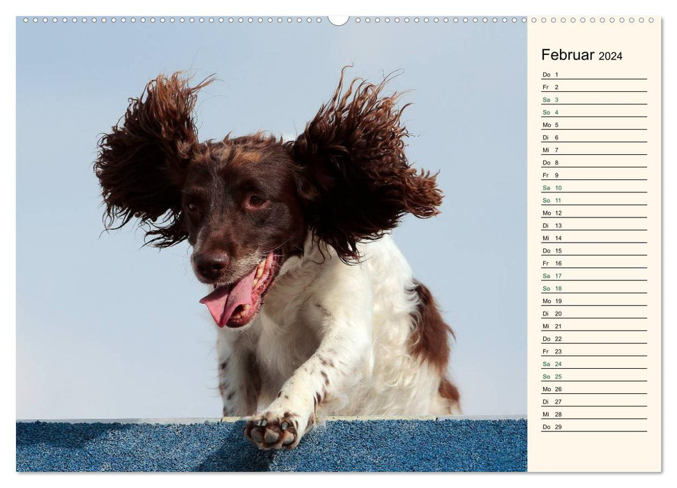 SPORTS CHIENS - Agilité et Frisbee pour chiens (Calendrier mural CALVENDO 2024) 