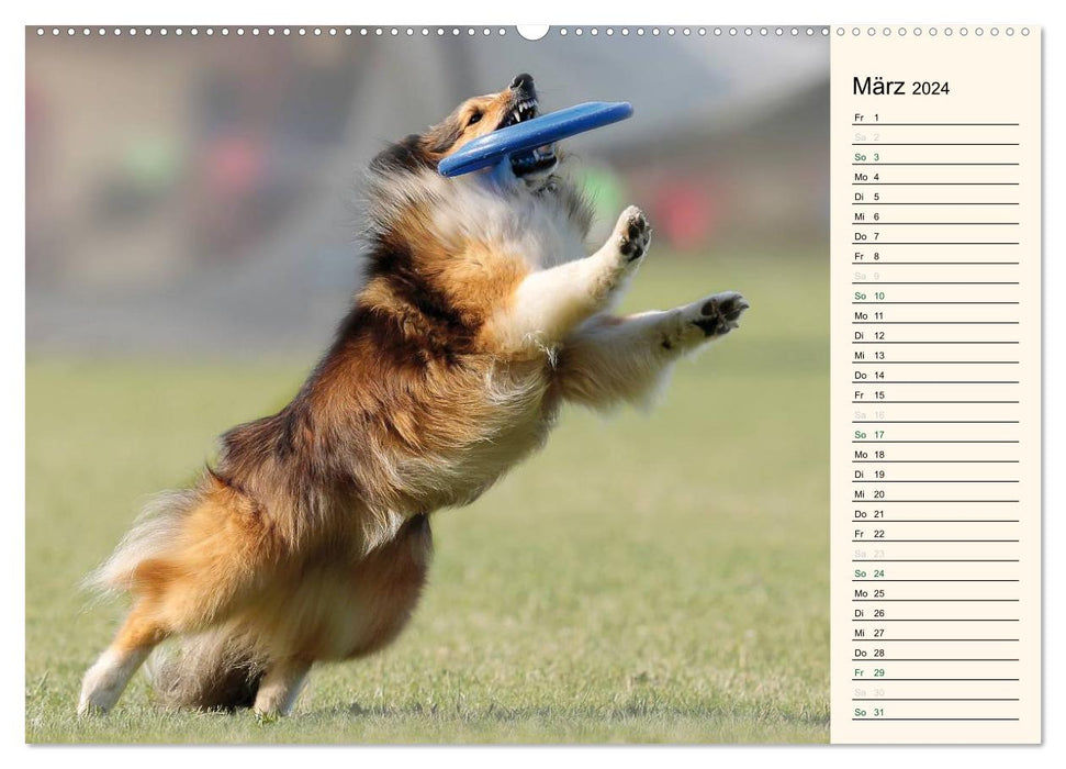 SPORTS CHIENS - Agilité et Frisbee pour chiens (Calendrier mural CALVENDO 2024) 